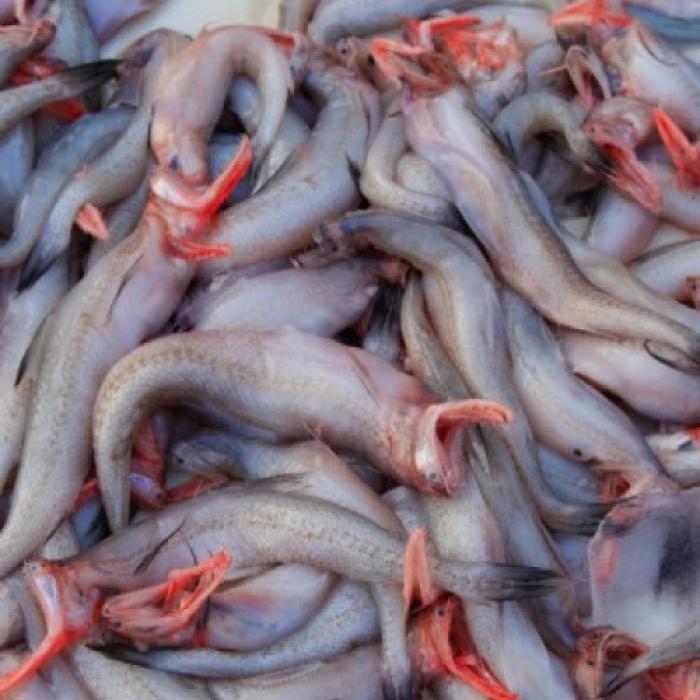 Bombay Duck Fish